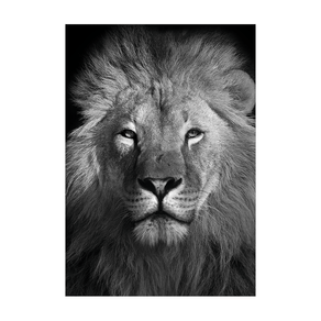 QD11522-quadro-decorativo-leao-lion-safari-religiosoplaca-decorativa